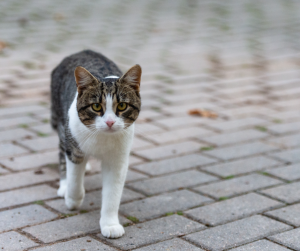 Katze auf der Straße